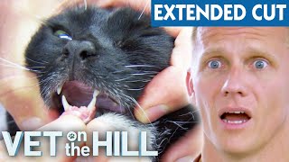 Horrific Broken Jaw After Cat's DeathDefying Jump!  VOTH Extended Cuts | Bondi Vet