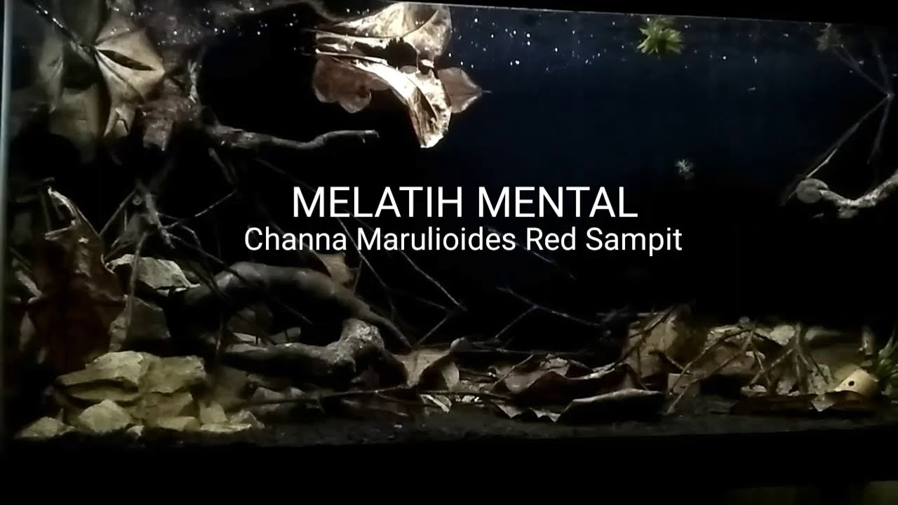 Cara Melatih Mental Channa Marulioides || Galak Banget! 