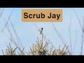 4 minutes of a Scrub Jay hanging out 