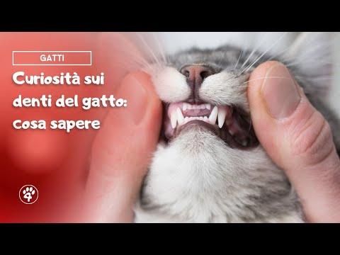 Video: Quanti denti ha un gatto, come pulirli