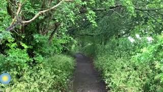 Rainy Day Path in Glastonbury | Gentle Rain Falling Through the Leaves | Soothing Sounds for Sleep