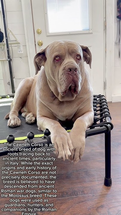 the-cane-corso-pronounced-as-kah-neh-kor-so-part-1-canecorso-dog