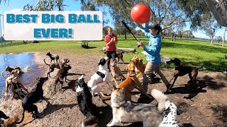 BIG Ball Fun with all the Dogs!