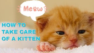 How To Take Care Of A Kitten Dos And Donts Of Raising A Kitten