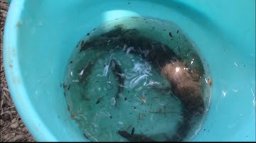 Câu cá bống dừa bằng mồi trùng/ Câu cá không cần lưỡi câu/ Câu cá bống/ Chế Chanel.