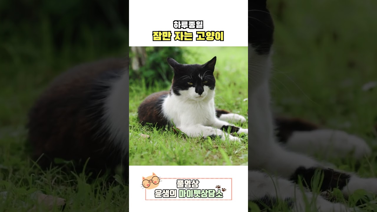 고양이는 왜 하루종일 잠을 깔까?#shorts - YouTube