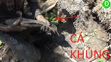 Tát ao bắt cá lóc quá khủng ( phần tiếp theo ) l Fishing