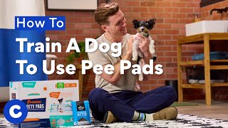 How To Train A Dog To Use Pee Pads | Chewtorials