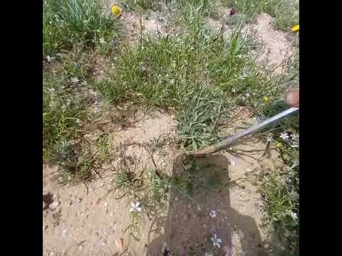 الكمأة الحركة البادية السورية