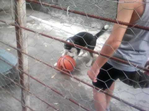 ლაი თამაშობს ბურთს