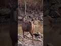 Tiger Sambar Nature Wairalshorts Wildlife Tiger Tiger Jungle Sambar Tiger Sambar Nature Wairalshorts Wildlife Tiger Tiger Jungle Sambar
