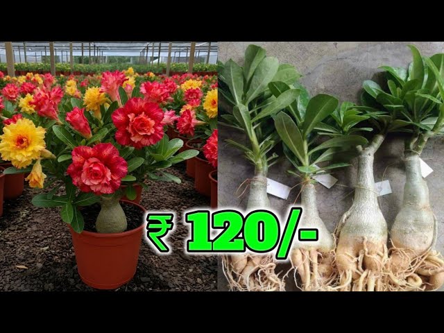 Top Quality Adenium Plants for Home & Terrace Garden // Cheap & Healthy  Adenium Plants Limited Stock - YouTube