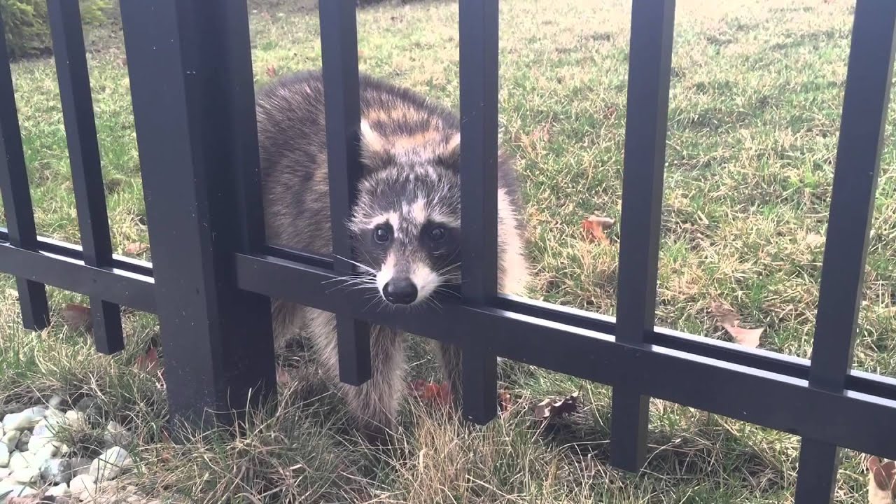 wildlife removal columbus ohio SWAT Wildlife The Movie