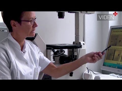 Video: Natriumvalproat Stimulerer Udskillelse Af Kalium Og Klorid Urin Hos Rotter: Kønsforskelle