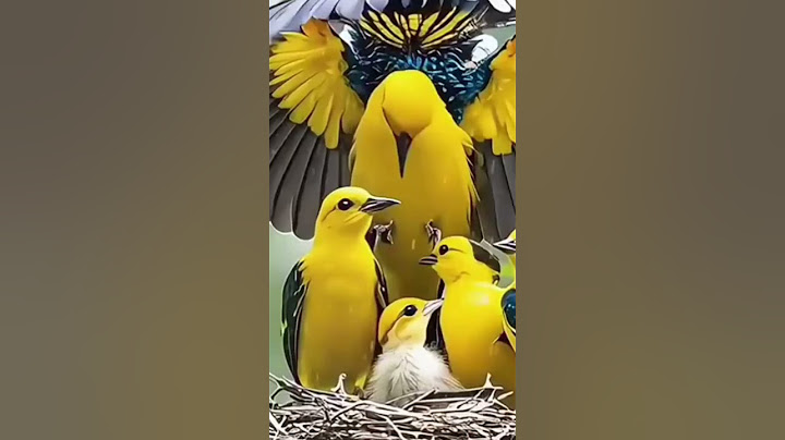 Maa ka Prayar #panchi#Maa#love #Birds #nature#animals #naturelovers #photography #fly