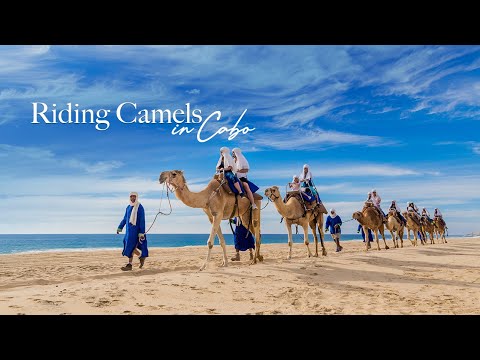 Video: Camel Riding a Los Cabos con Cabo Adventures