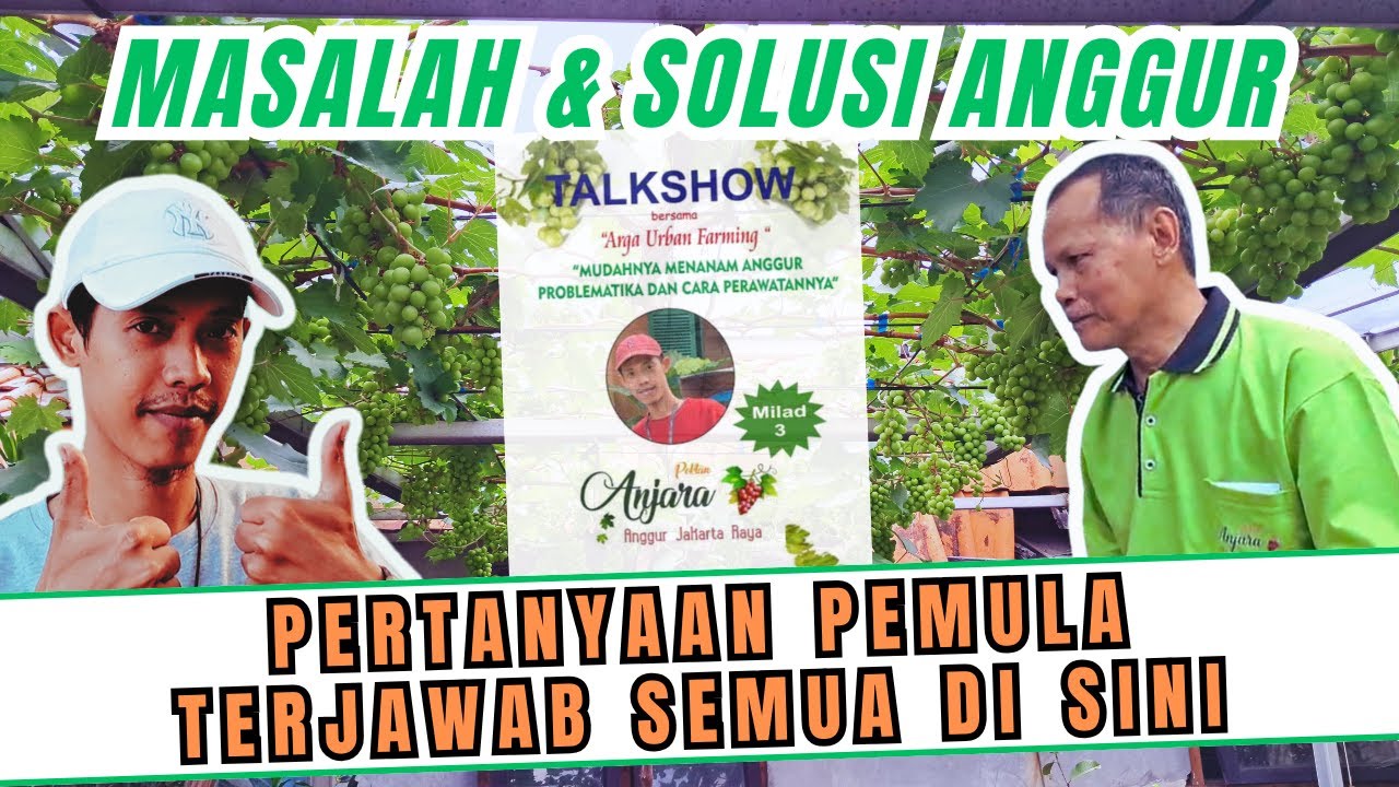 MASALAH PEMULA TERJAWAB‼️ SOLUSI MUDAH MENANAM POHON ANGGUR OLEH ARGA URBAN FARMING Part 2
