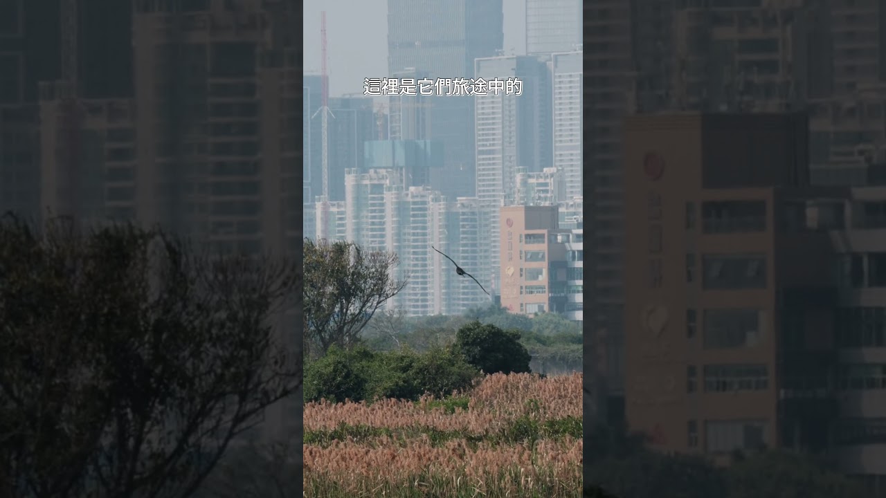 香港禁區 米埔 都敏捷聲音導航 縮圖