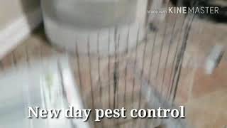 Squirrels trapping- Bergen County New Jersey 201-972-5592