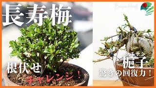 長寿梅の根伏せに挑戦！植え替えで出た根を再利用して新たな株を作る