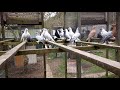 Tauben / Pigeons / Голуби / Германия. У голубевода Альберта.