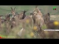 Популяция горных козлов в Ножай-Юртовском районе увеличилась на 170 голов