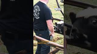 Fireman Rescue Baby Bull | Hero Of The Week