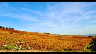 Winnice Pokryte Jesiennym Złotem Część Druga