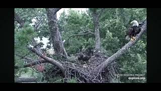 Player Profile Trempealeau Eagles Live Stream 7.31.26 Mom: "Breakfast is ready." TE6/7: "I'll take mine to go." 