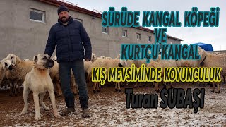 Sürüde Kangal Köpeği ve Kurtçu Kangal - Ahmet Dabak - Turan Subaşı