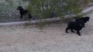 2013.12.27 Pups fooling around 6 1/2 weeks  Springer Clan Standard Poodles