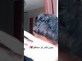 توته توته تيك توك ابو عين خضره 
