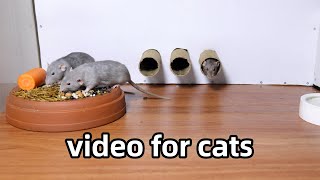 Cat TV Rat Video for Cats to WatchCat Games