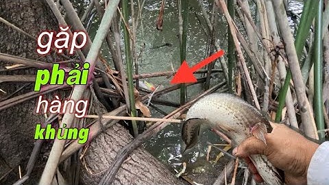 Câu cá rô đồng, một ngày giao lưu quá đã cùng Trương miền tây | miền quê Tiền Giang