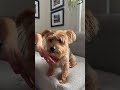 Yorkie grooming