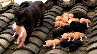 Download Lagu 哇!一只猫咪🐱居然带着一群可爱小猫悄悄在我家屋顶住了下来。🐱🐈❤😘🥰 MP3 Download Lagu 哇!一只猫咪🐱居然带着一群可爱小猫悄悄在我家屋顶住了下来。🐱🐈❤😘🥰 MP3