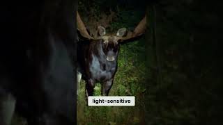 How Moose See in the Dark So Well