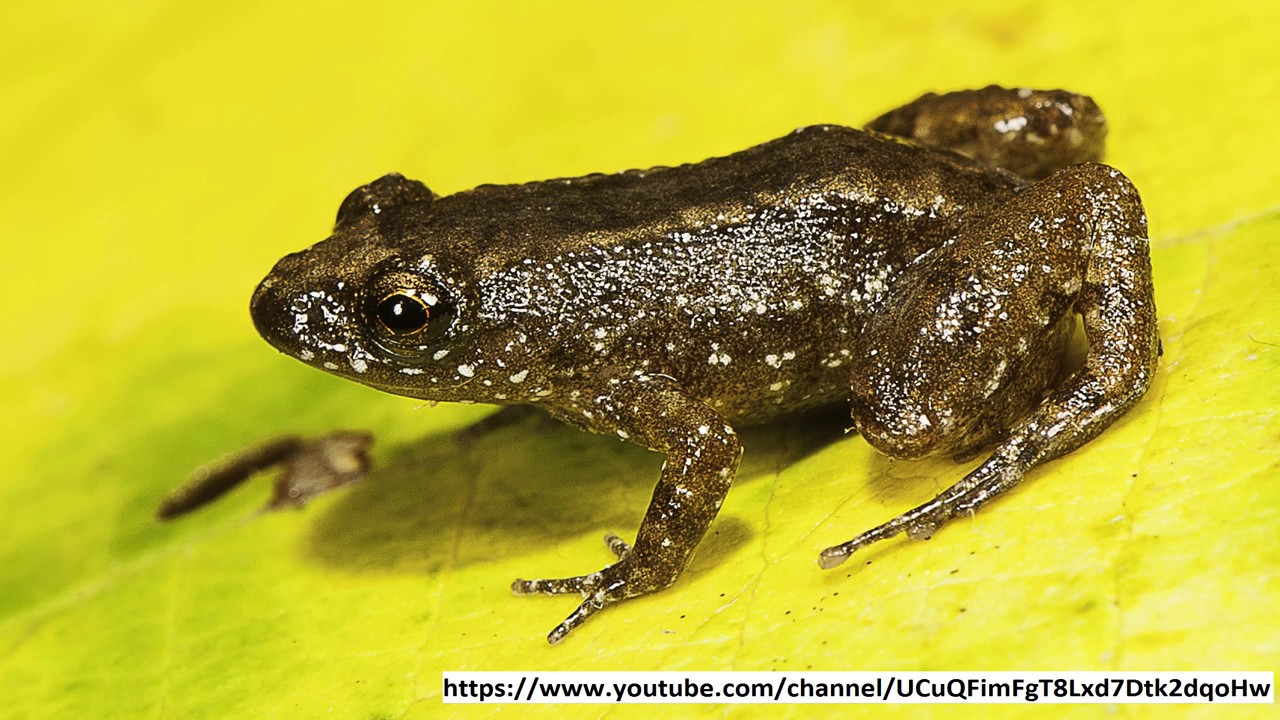 Welcome TrekEarth users! - FlyerTalk Forums Frog, Cute frogs, Amphibians