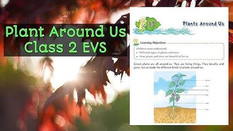 Plant Around Us | Class 2 EVS Chapter-13 | Reading and Explanation