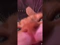 funny cat😁 #cat #shotsfeed #shortsviral