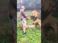 Big Cats Roaring - Who’s the Loudest? 🐯 🦁 🐆 #animals #wildlife #nature