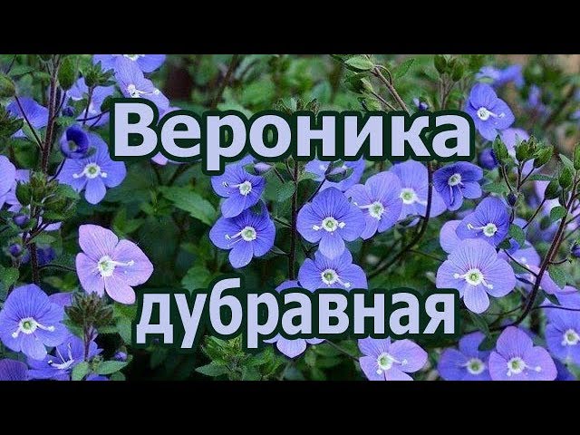 Растение вероника дубравная, лечебные свойства от грибка, применение, рецепт чая из травы