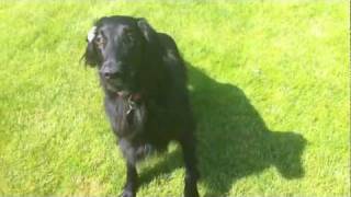 Tilly my Flat-Coated Retriever ^^ (Part 1)