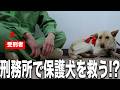 【罪を犯したけど犬を託す!?】実刑判決を受けた受刑者が保護犬をトレーニング｜刑務所・更生・社会復帰・保護犬育成プログラムPart1