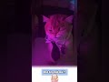 yêuuu #cutecat