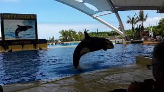 Tenerifa Loro Park dolphin show 2019 Juni