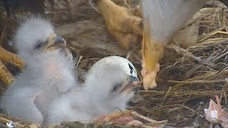 Decorah N2B 17/04/3  18:47 Fish dinner, movement inside pip - close zoom