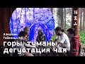 Тайвань LIVE. Алишань. Горы, туманы, дегустация чая