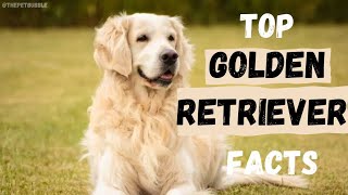 Facts about the Golden Retriever. Everything you need to know #dogs #goldenretriever #facts #pets