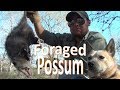 Catch'n Possum -Foraging Find-
